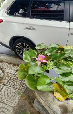 Thập Đại Hạnh Nguyện
