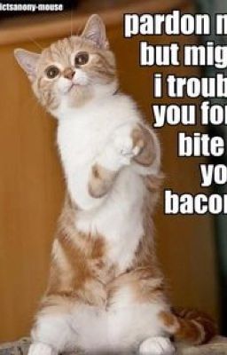 The Bacon Cat Randomness Returns