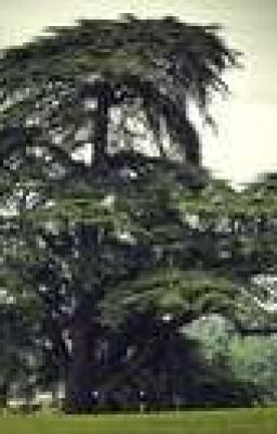 The Great Cedrus