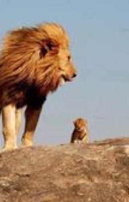 The Lion Cub