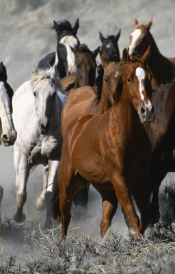 The Miracle horse