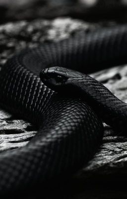 The Venoms