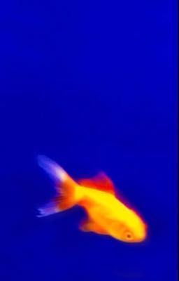 TheeWave || không ưa