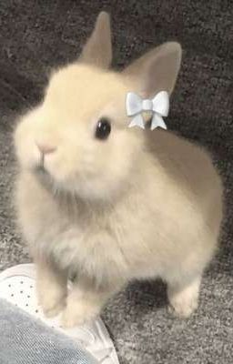 Thỏ con giận rồi !