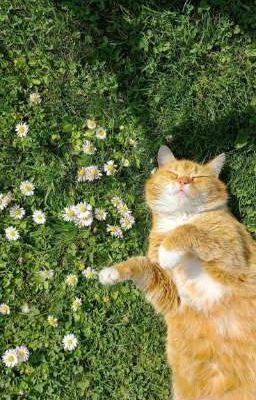 thomaskong | trời đánh không tránh được người yêu cũ