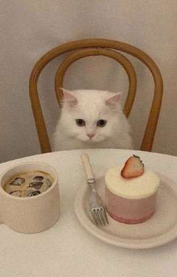 THSH; sweet & meow