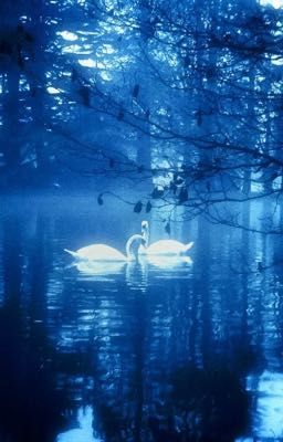 (THSH) THE LIGHT WE EARN