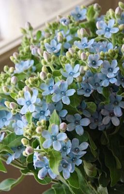 Tiệm sửa chữa đồ cũ