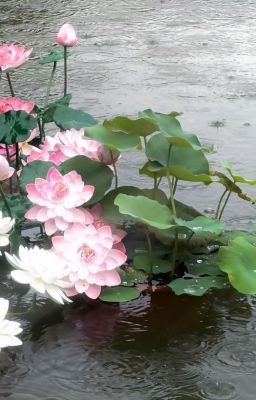 Tình Ta-LCK