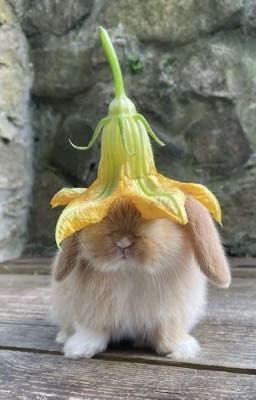 [TleFirstOne] - Đào được một em thỏ