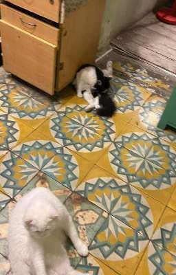 [TobiIzu] Chuyện tình khu tập thể