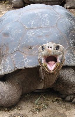 TORTOISE MEMES