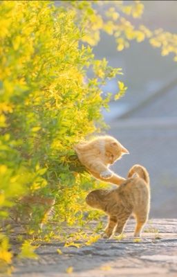 trans - on2eus| tiểu cúc vàng và hoa hồng đỏ