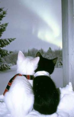 [Trans] RyulWoo | Đông 