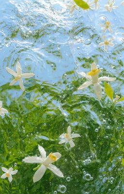 [trans] todobaku | chuyện tình đơn phương 4 năm