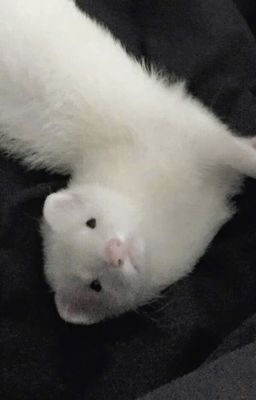 [TRANSLATE] Nhu cầu | Draco Malfoy