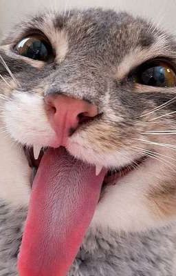Trò Chơi Hồi Kí