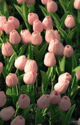 Trùm trường thích tôi?!