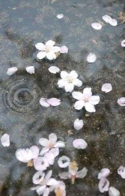 Truyện nàng họ Lý