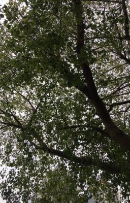 Từ đầu đã yêu em