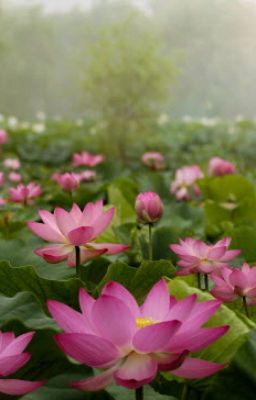 Tự Tình Lúc 0 giờ