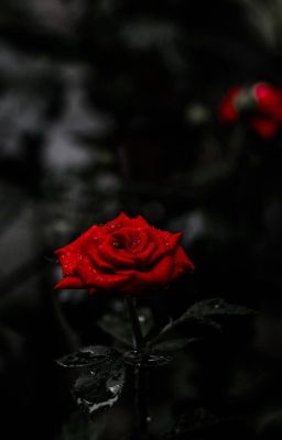 Vampires love