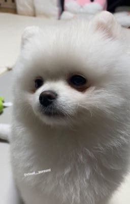 Vấn đề biếng ăn của Choi Wooje | On2eus |