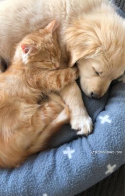 [Văn Nghiêm Văn / EDIT] Bromance