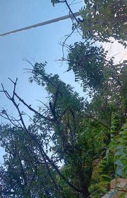 Viết cho tới khi thi cấp ba