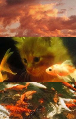 vihends | hình hài