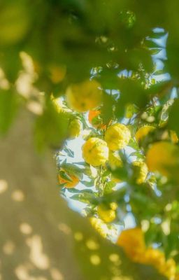 [Vipeus] Vinh quang của chúng ta