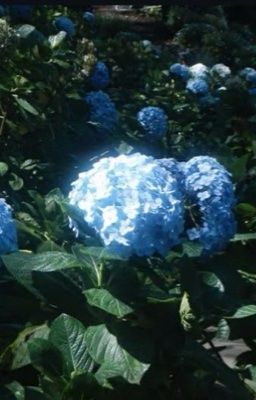 Vụ án(Obikaka/ShiIta)