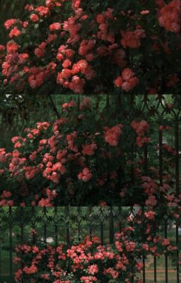 Vườn tình | Devesto x Pursuer [DoD]