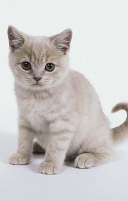 Warrior Cat Name Generator