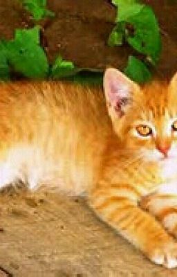 warrior cat name generator