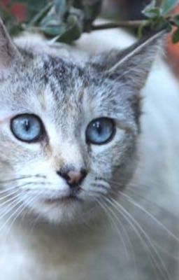 Warrior Cat Names~