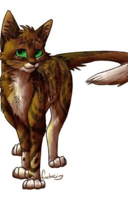 Warrior cat OC reviews 