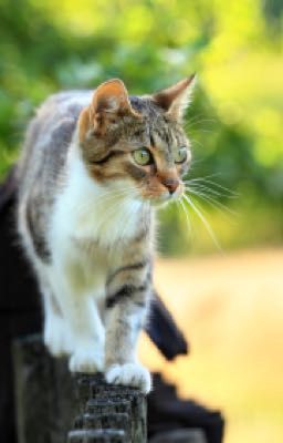 Warrior cat RP (OPEN).                           ( COMPLETE) 