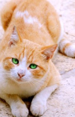Warrior Cat Rp (( Powers :0 ))