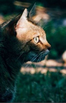 +•.Warrior Cats ocs.•+