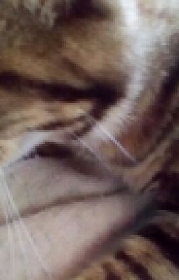 Warriors Names Generators 🐱🐱🐱🐈
