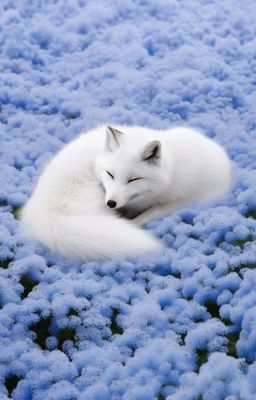 (Wenclair) Mặt Trời