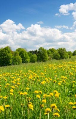 [Wheebyul] Dandelions