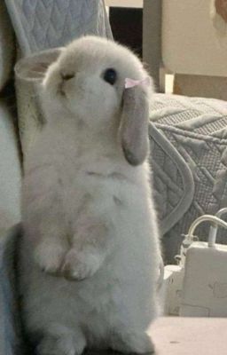 WHITE RABBIT FACE MASK