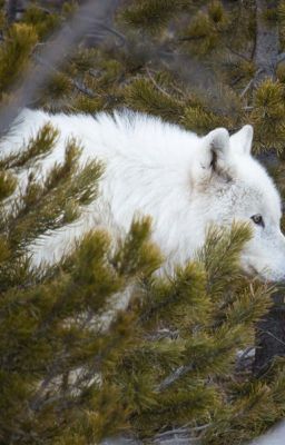 White Snow: a wolfs start