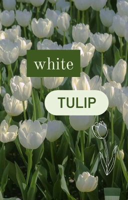 white tulips