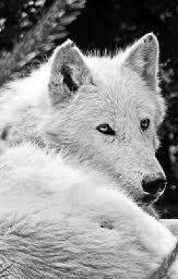 white wolf