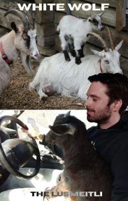 White Wolf - Bucky Barnes