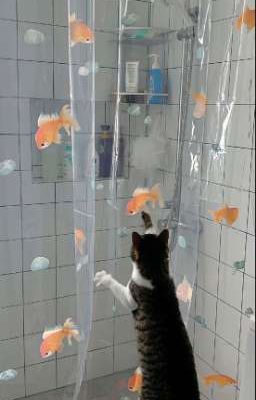 willclear; Một kèm một.