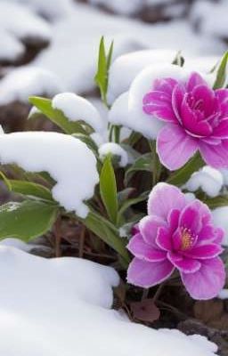 Winter Flowers